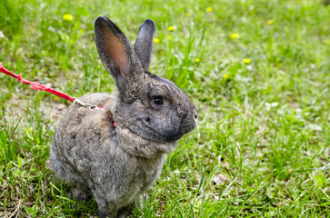 Big rabbit on green grass. Lovely and lively bunny in nature