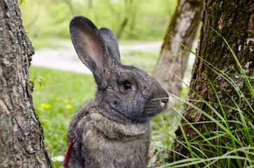 Big rabbit in forest. Lovely and lively bunny in nature