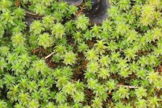 Syntrichia ruralis, commonly known as twisted moss and star moss