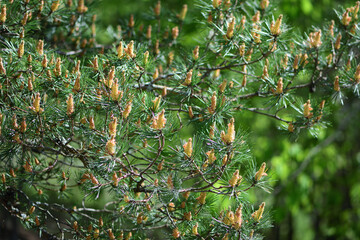pine branches with needles in the park