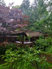 japanese garden in spring