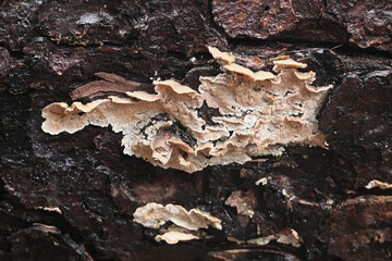 Skeletocutis amorpha, known as rusty crust, wild polypore from Finland