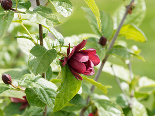 Calycanthus raulstonii  'Aphrodite' ou arbre aux anémones à fleurs pourpre-magenta tachetées de...