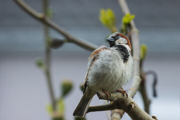 Haussperling, Spatz, house sparrow  (Passer domesticus) 