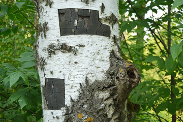 A birch trunk with peeled bark, black spots formed at the site of the wounds. Concepts of environment, habitat destruction
