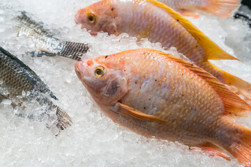 Fresh fish on ice display in a supermarket.