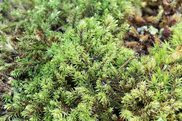 Aulacomnium palustre, known as bog groove-moss or ribbed bog moss