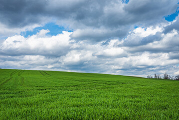 Green field and blue sky white cloud nature background.Farmland. Beautiful field against blue sky with white clouds.