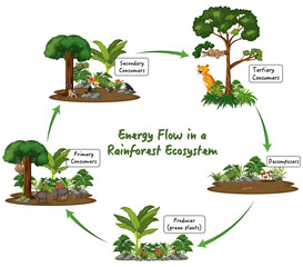 Energiefluss in einem Regenwald-Ökosystem-Diagramm © blueringmedia