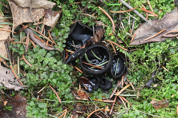 Pseudoplectania nigrella, commonly known as the ebony cup or the hairy black cup, wild mushroom from Finland