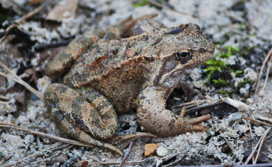 The earthen toad is waiting for the victim in ambush, disguised. A camouflaged brown toad on a brown plowed spring ground.