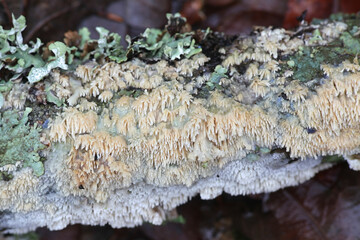 Hyphodontia paradoxa, also called Schizopora paradoxa, commonly known as Split Porecrust, polypore from Finland