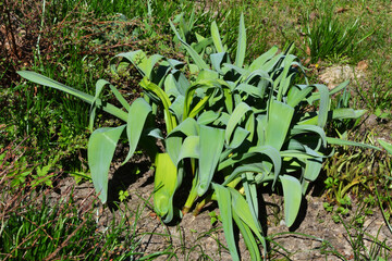 Obraz premium The first spring small shoots. Sprouts of flowers in the ground in the garden in early spring, horticulture.