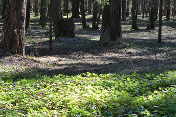 Sunny glade in the forest on a spring day, natural green background