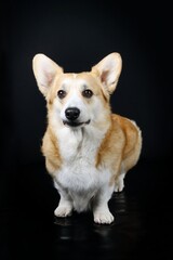 wels corgi isolated on black 