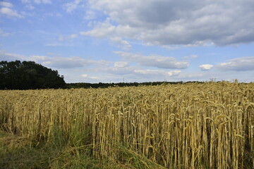 wheat, field, agriculture,