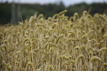 wheat, field, agriculture, nature, grain,