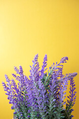 Bright purple lavender flowers in ceramic pot on yellow background