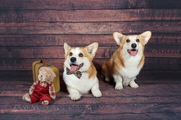 Welsh corgi Pembroke with old suitcase in wooden background