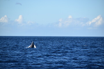 humpback breaching in ocean