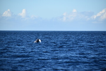 humpback breaching in ocean
