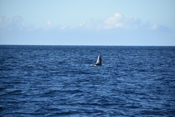 humpback breaching in ocean