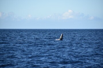 Fototapeta na wymiar humpback breaching in ocean