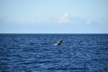 humpback breaching in ocean