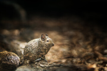 litlle degu on wood