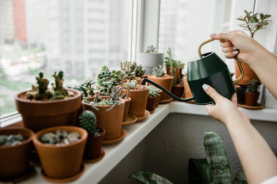 woman watering succulent plants on the balcony from a watering can close-up