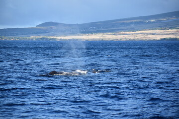Fototapeta premium close up humpback breach