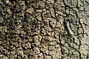 dry ground, World Conservation and Drought Day is Earth Day