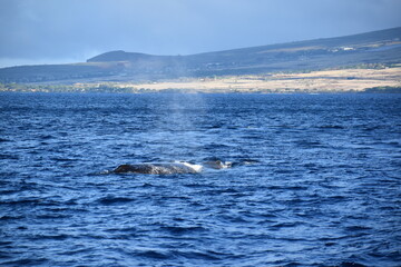 close up humpback breach