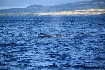 Fototapeta premium close up humpback breach