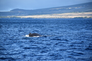 Obraz premium close up humpback breach