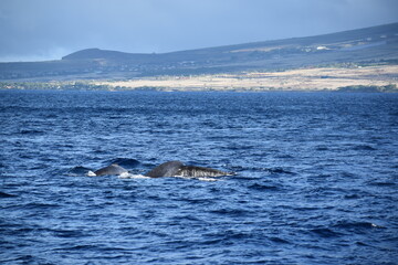 close up humpback breach