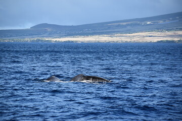 close up humpback breach