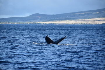 close up humpback breach