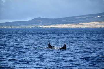 close up humpback breach