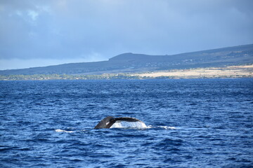 close up humpback breach