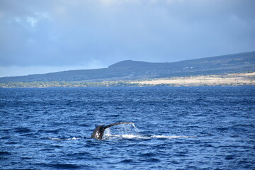 close up humpback breach