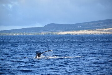 close up humpback breach