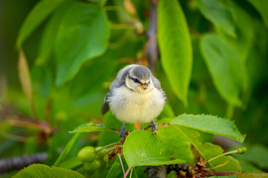 Blaumeisenk&uuml;ken
