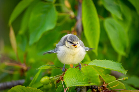 Blaumeise K&uuml;ken