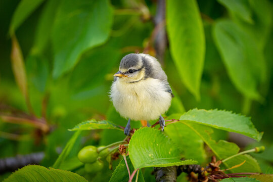 Blaumeisenk&uuml;ken