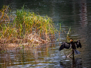 Darter Right Side