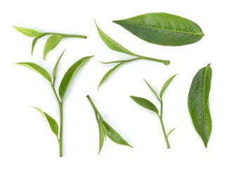Top view of green tea leaf isoalted on white background