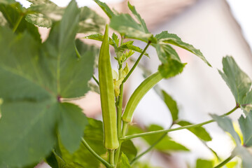 Okra vegetable on plant in farm. Okra plant growing in home garden. Okra flower