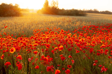 A field with blooming bright red poppies at sunset. Floral background, bright background