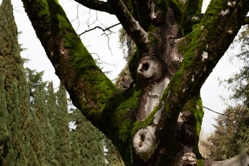Tree trunk and moss in the forest. A small bird in the background